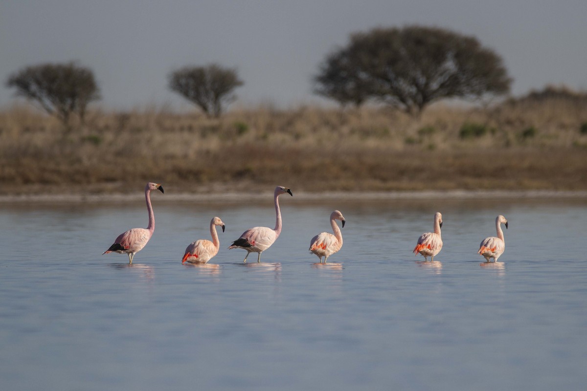 Andean Flamingo - Gonzalo Camiletti
