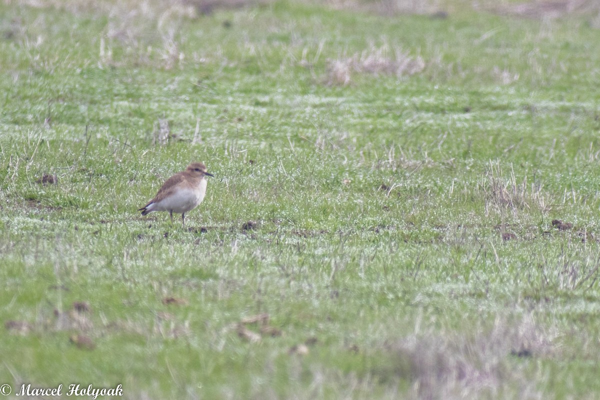 Mountain Plover - ML513002451