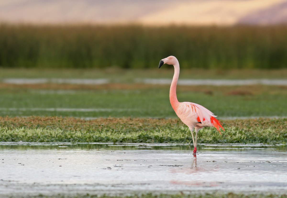 Chilean Flamingo - Jeremiah Trimble