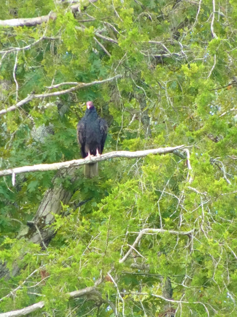 Turkey Vulture - ML513002831