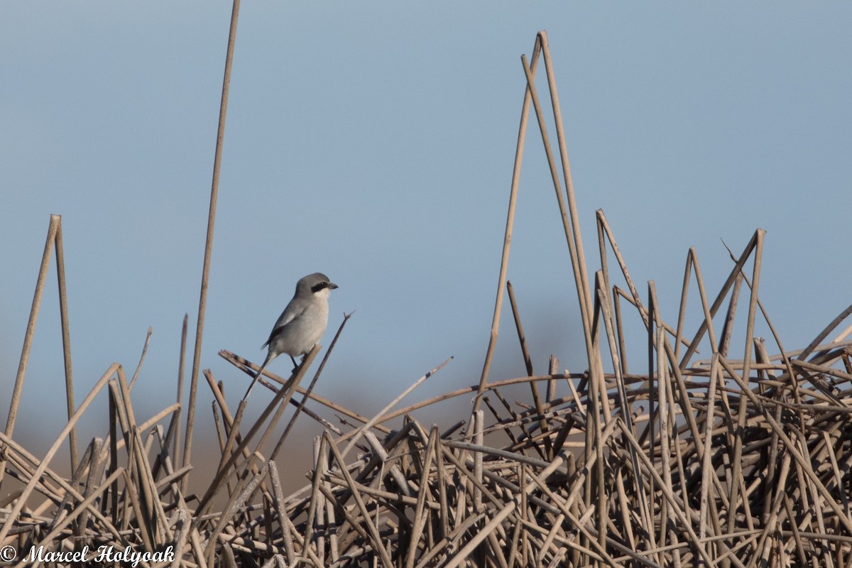 Northern Shrike - ML513002941