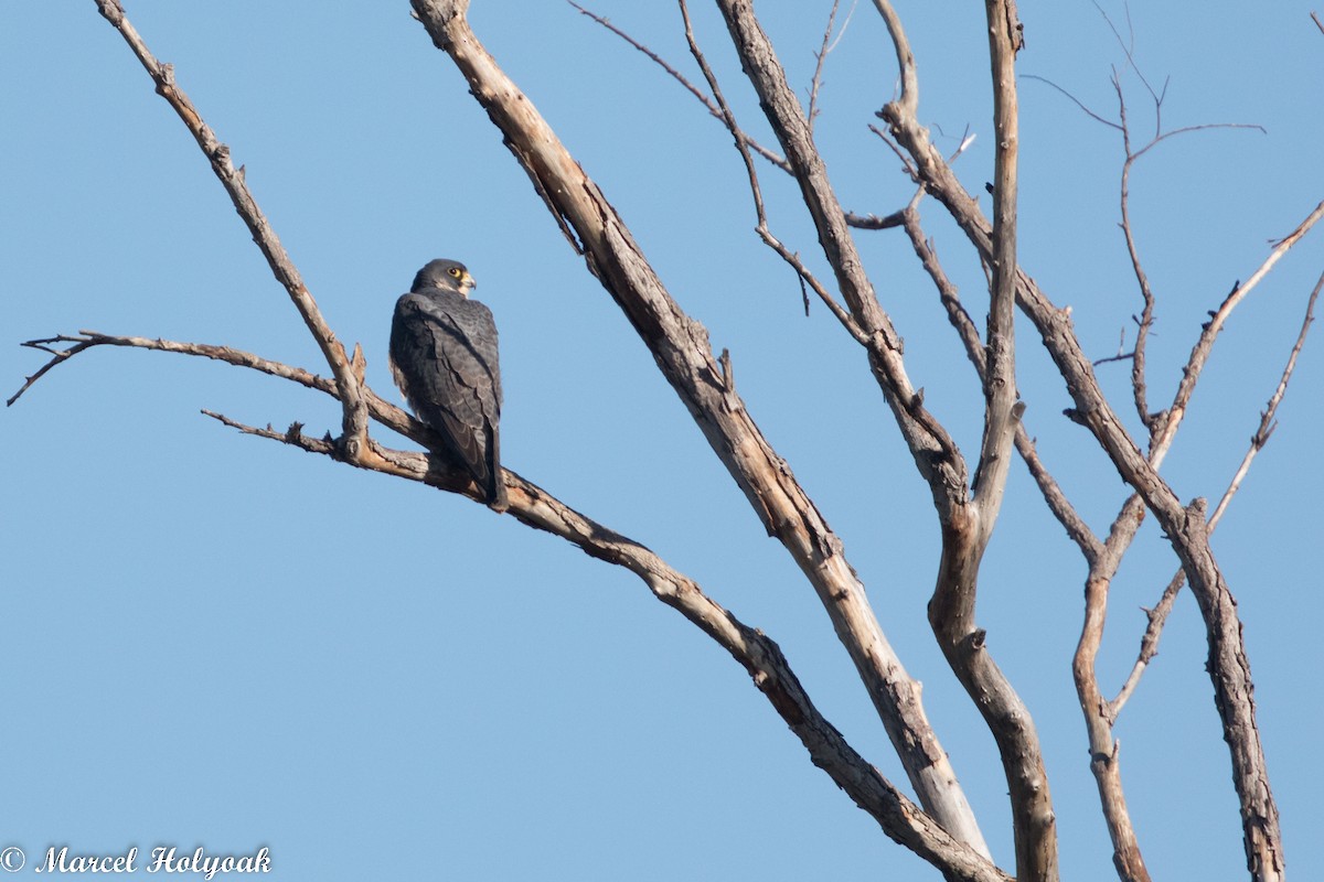 Peregrine Falcon - ML513003131