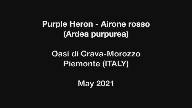 Purple Heron - ML513003651