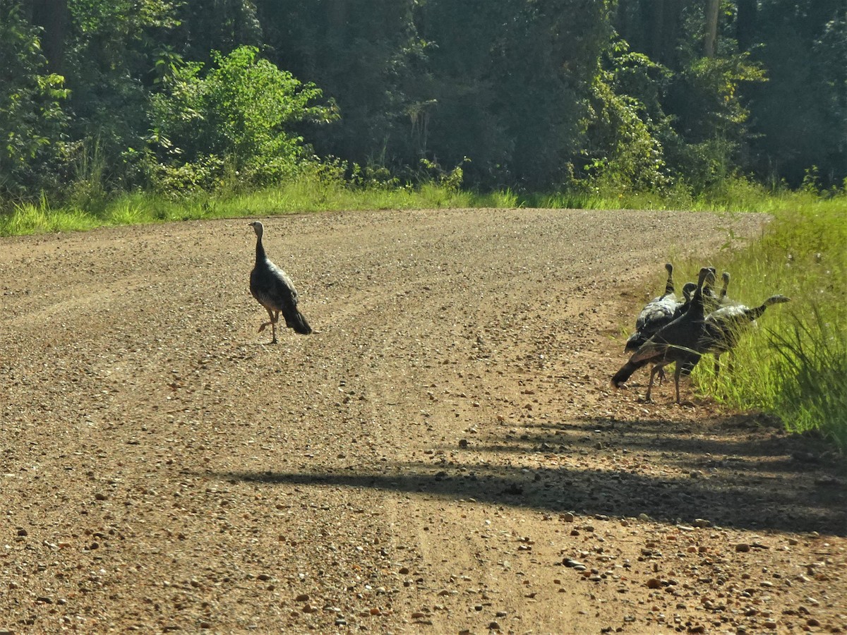 Wild Turkey - ML513003661