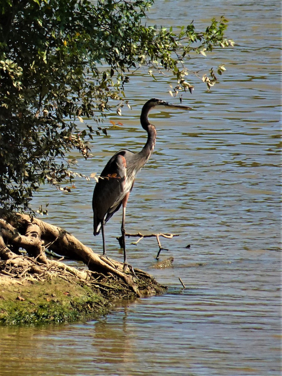 Great Blue Heron - ML513003701