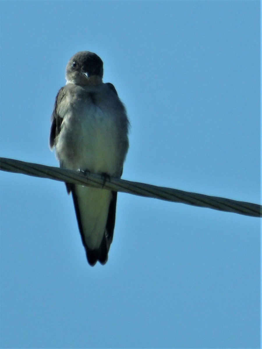 Northern Rough-winged Swallow - ML513004751