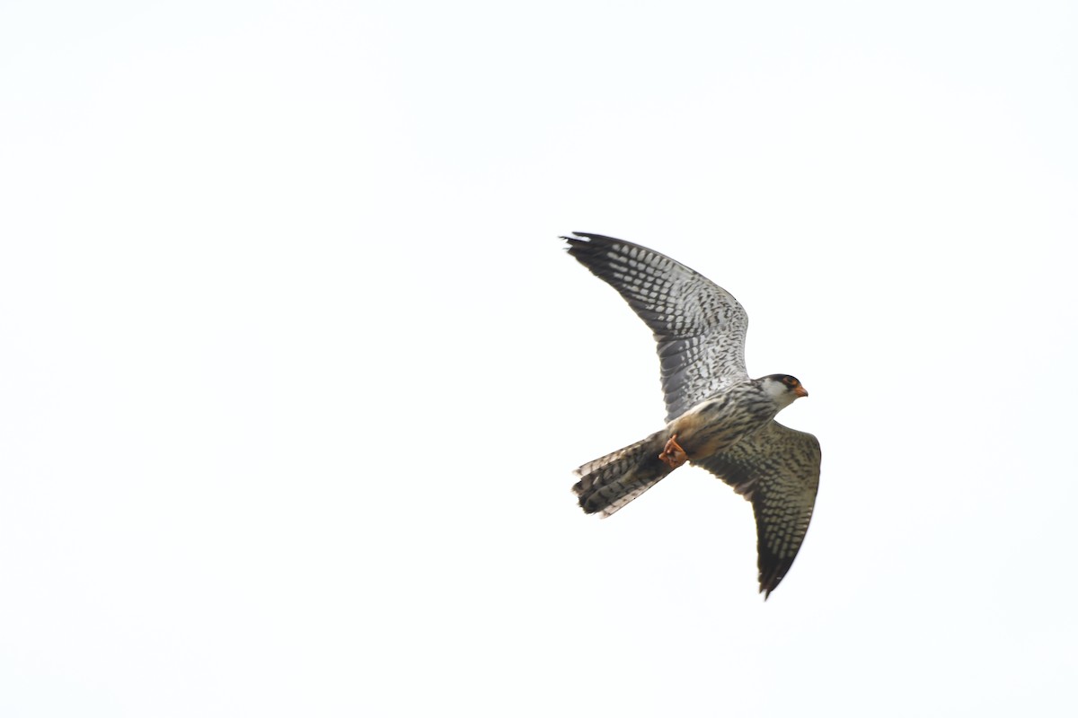 Amur Falcon - Ravi Darshana