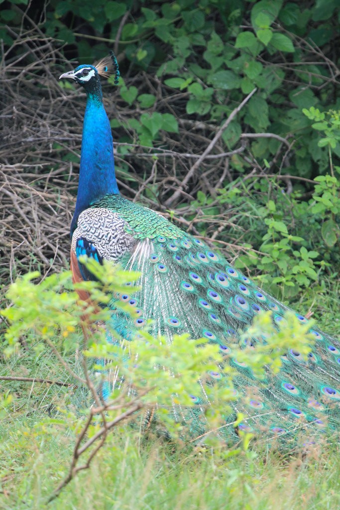 Indian Peafowl - Don-Jean Léandri-Breton