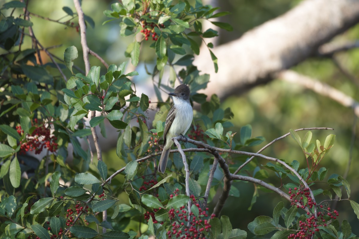 La Sagra's Flycatcher - ML513006641