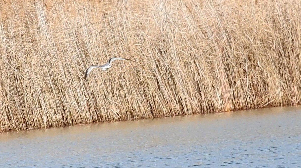 Gabbiano tridattilo - ML513006991