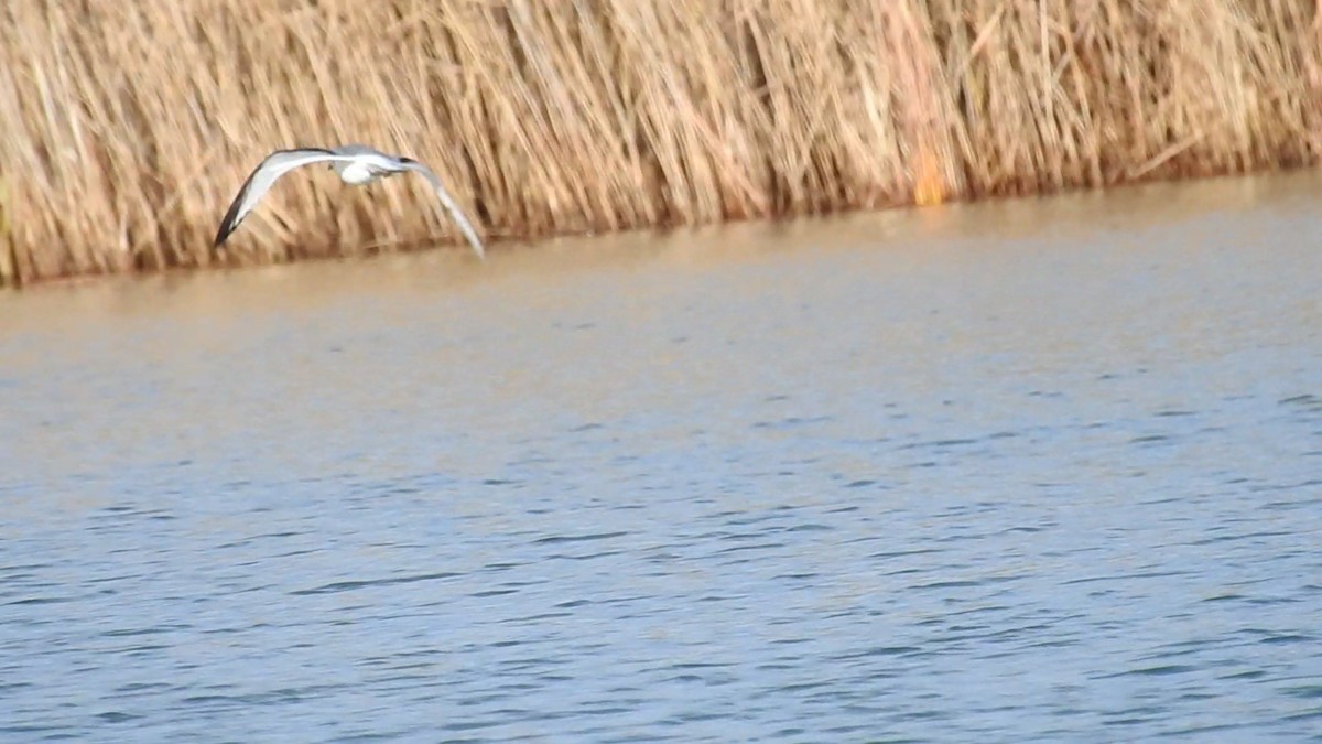 Black-legged Kittiwake - ML513007001