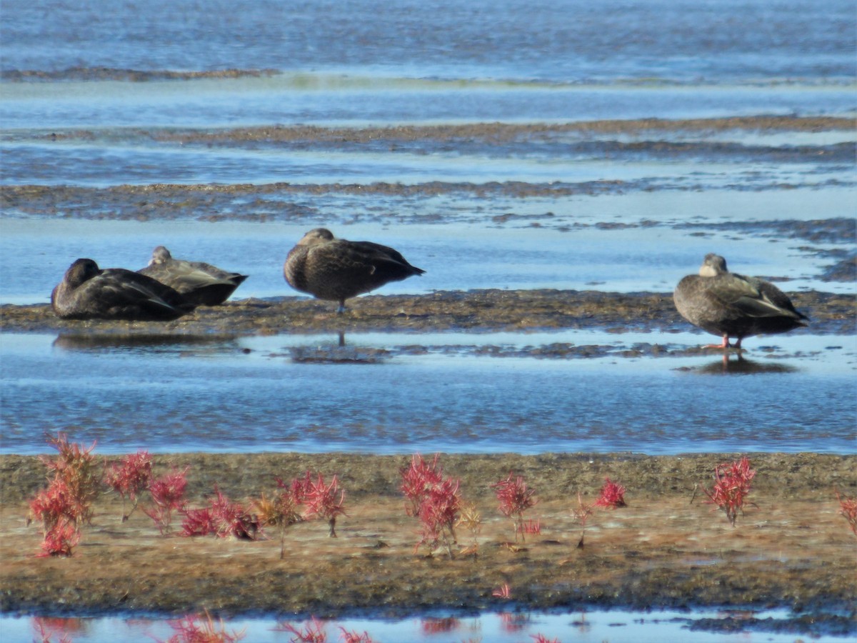 American Black Duck - ML513008551