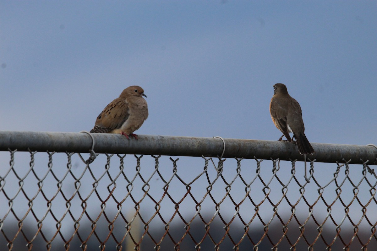 Mourning Dove - ML513009371