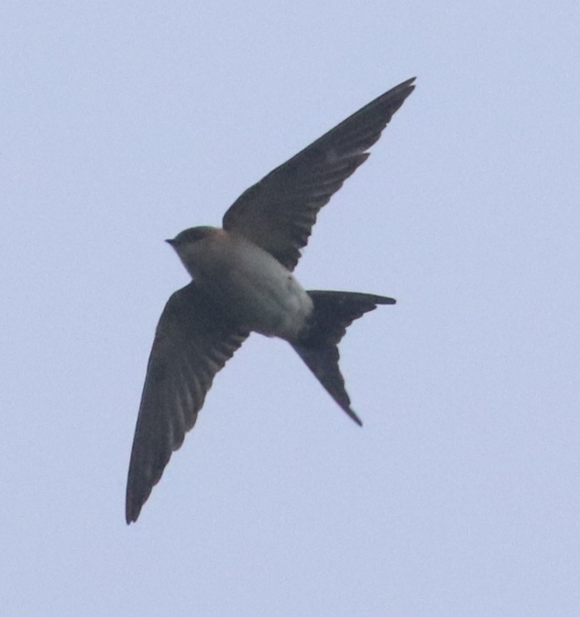 European Red-rumped Swallow - ML513009421