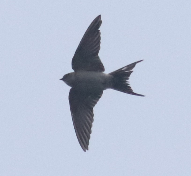 European Red-rumped Swallow - ML513009511
