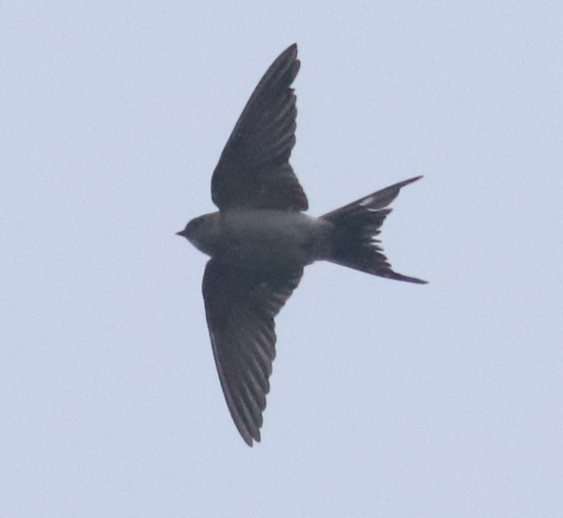 Red-rumped Swallow - ML513009511