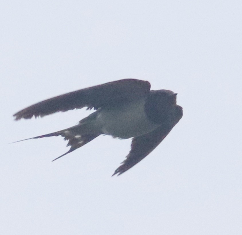 Barn Swallow - ML513009641