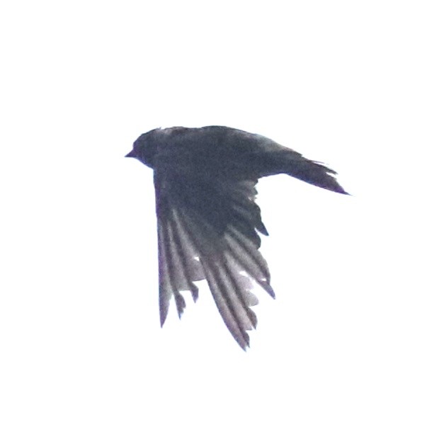 swallow sp. - ML513009711