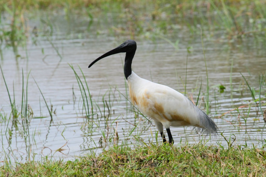 ibis černohlavý - ML51301291