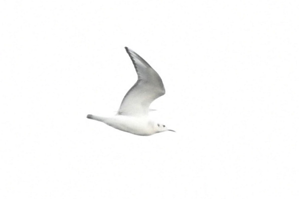Bonaparte's Gull - Sam Mitcham