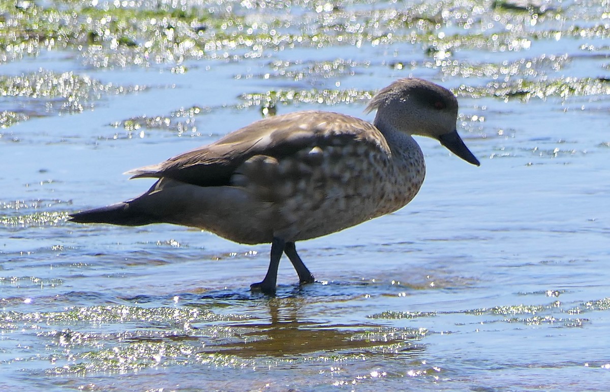 Crested Duck - ML513018321