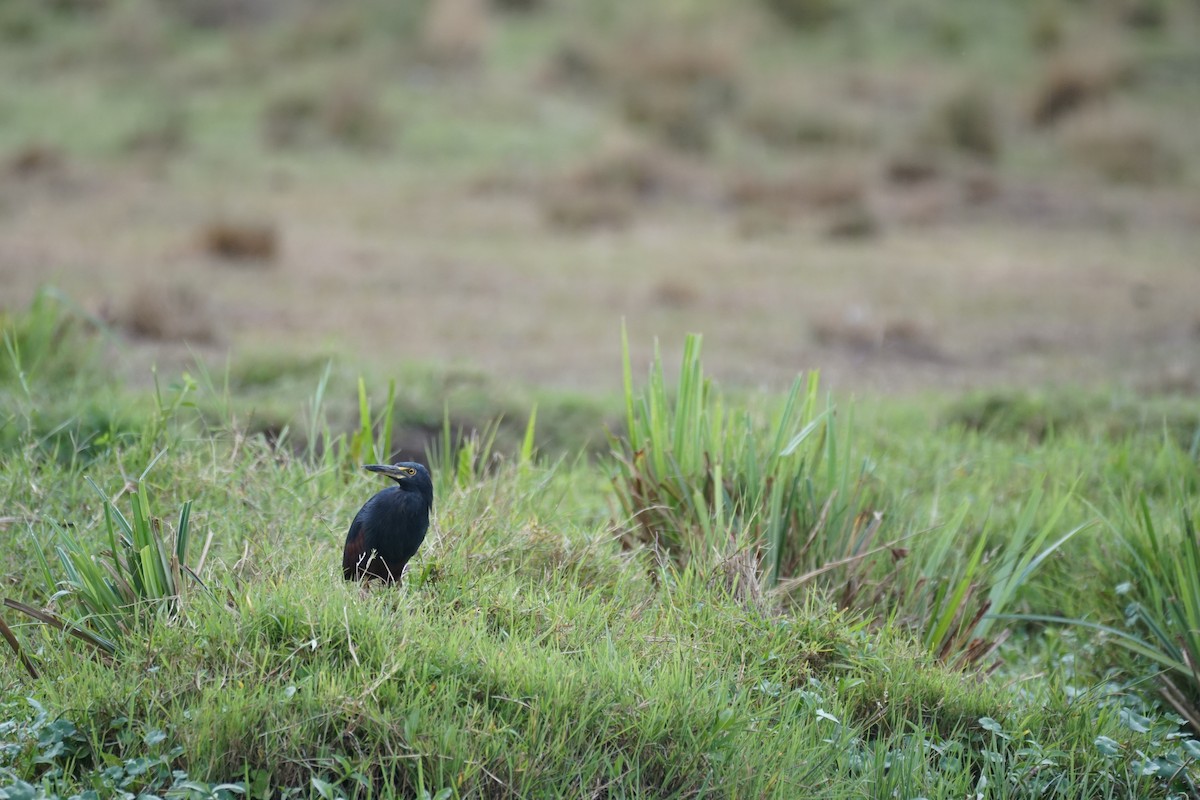 Rufous-bellied Heron - ML513018741