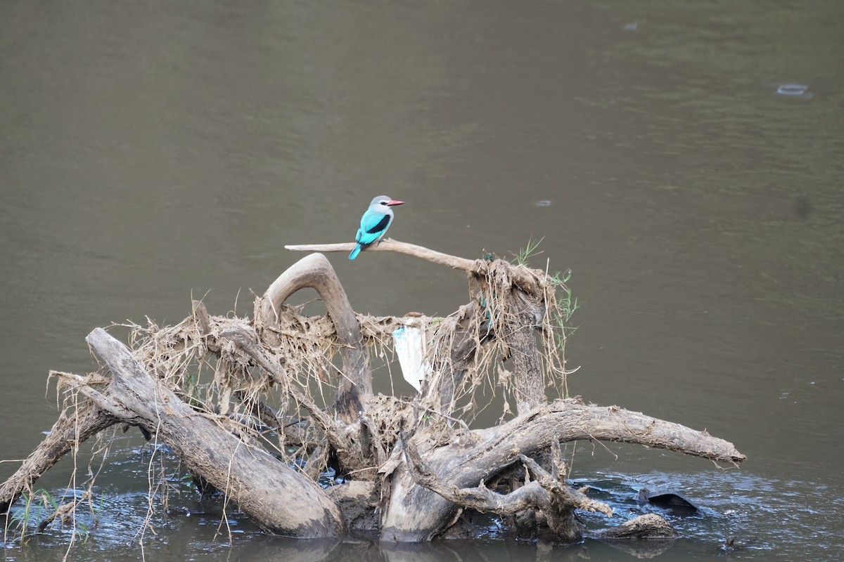 Woodland Kingfisher - ML513018871