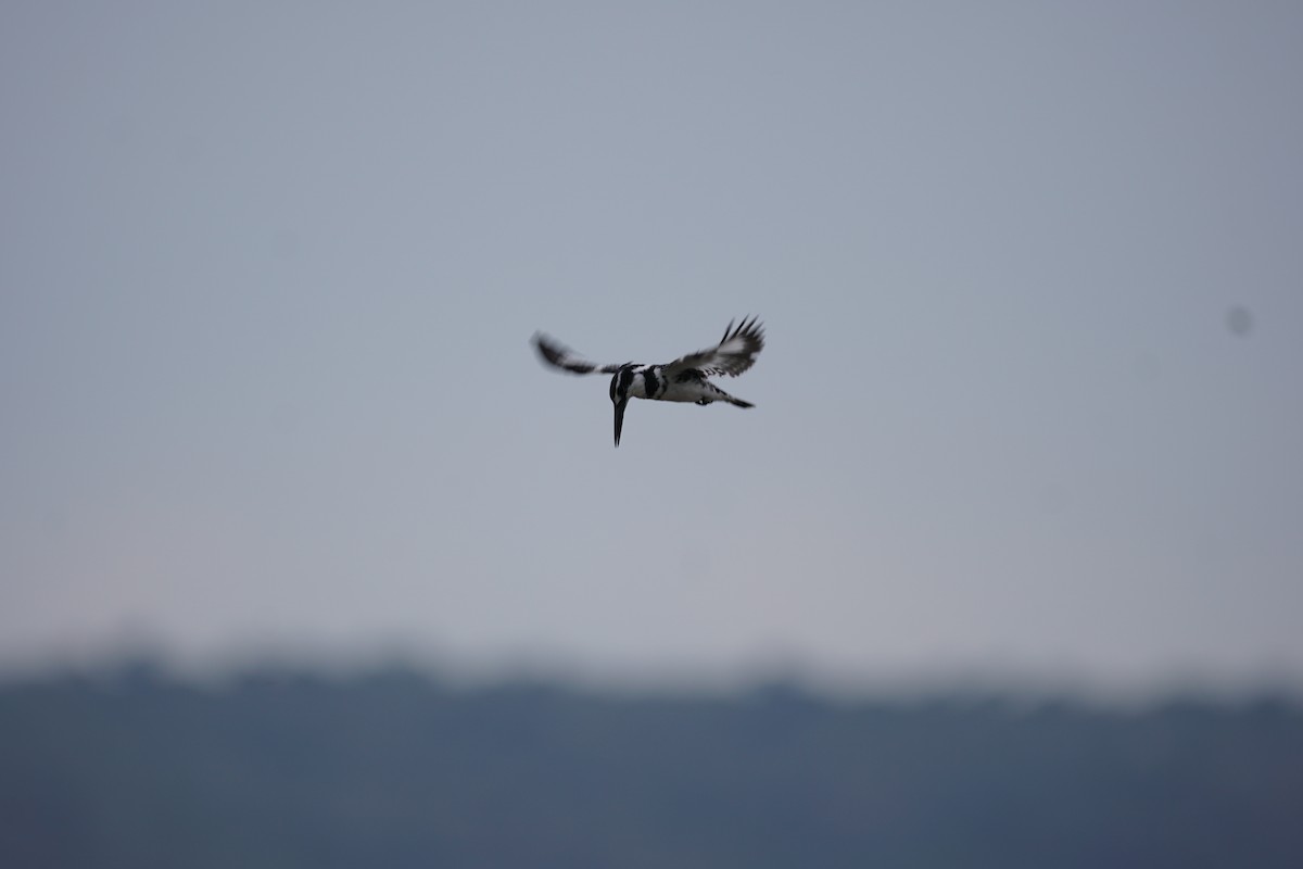 Pied Kingfisher - ML513018911