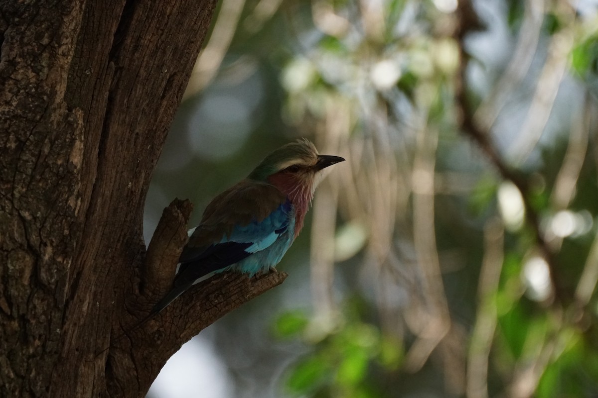 Lilac-breasted Roller - ML513018931