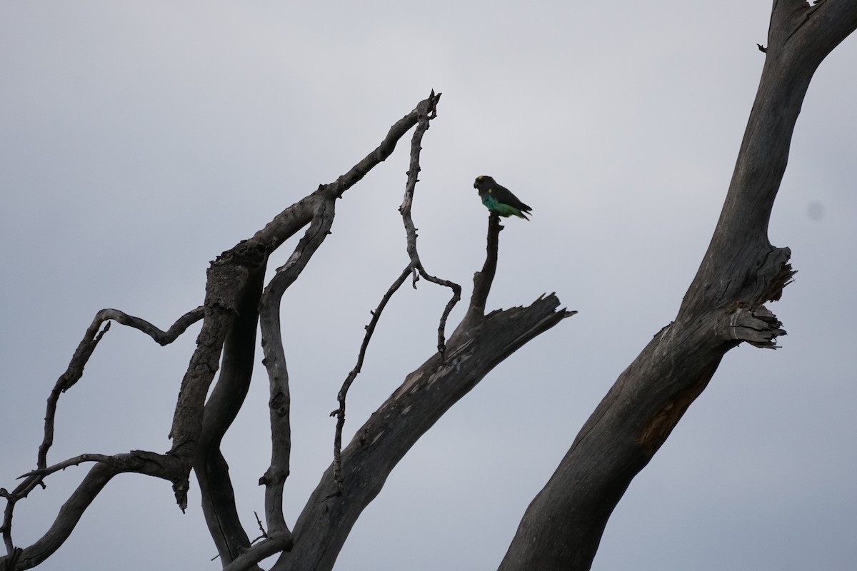 Meyer's Parrot - ML513018951