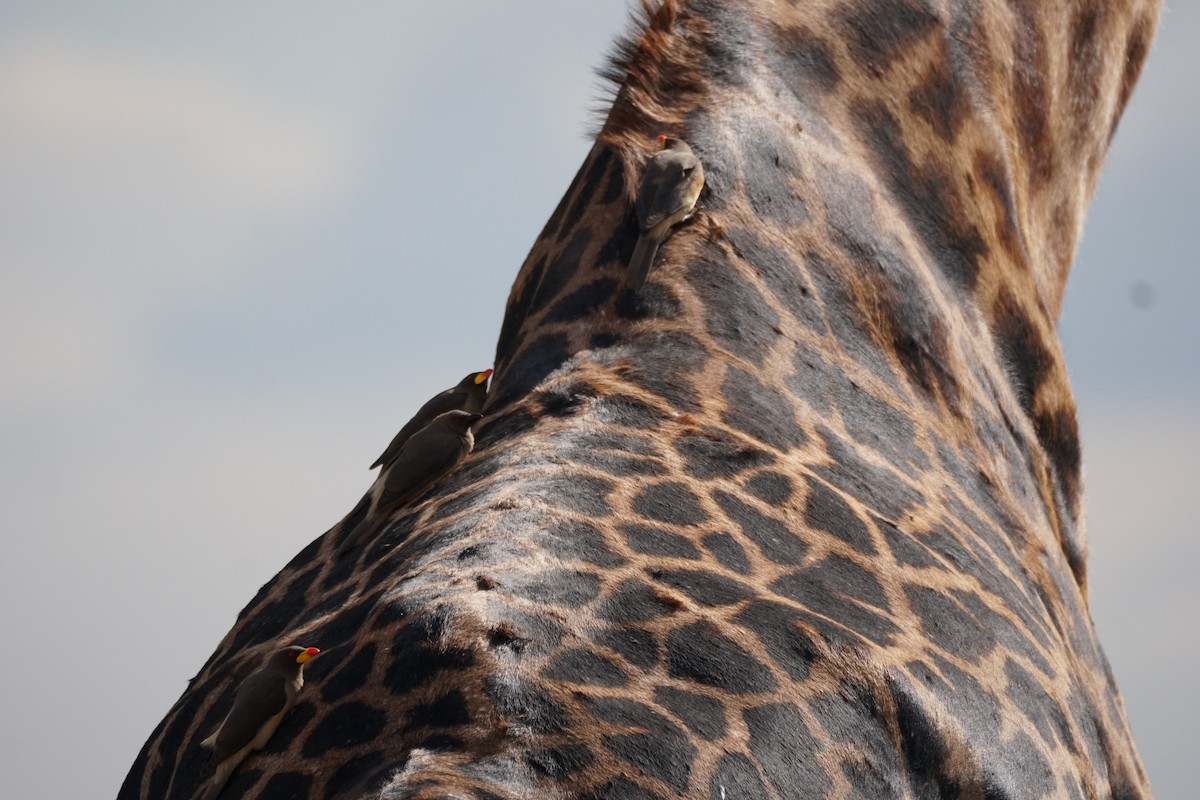 Yellow-billed Oxpecker - ML513019101