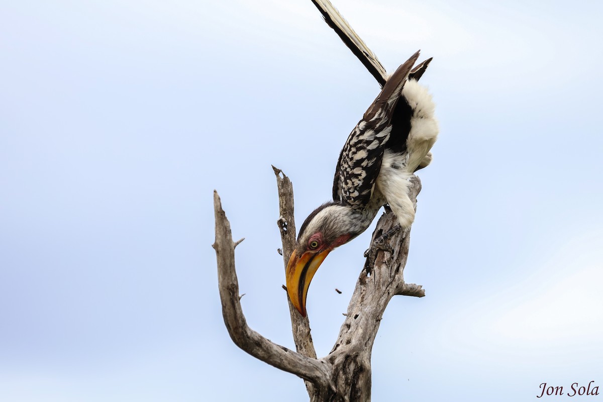 Southern Yellow-billed Hornbill - ML513021371