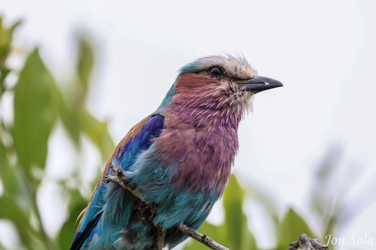 Lilac-breasted Roller - ML513021451