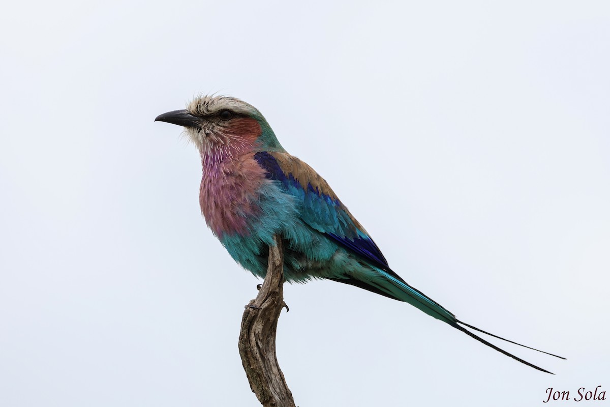 Lilac-breasted Roller - ML513021471