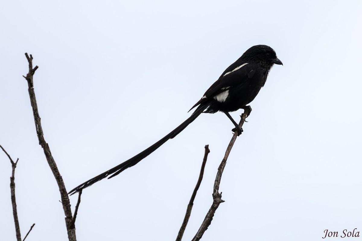 Magpie Shrike - ML513021501