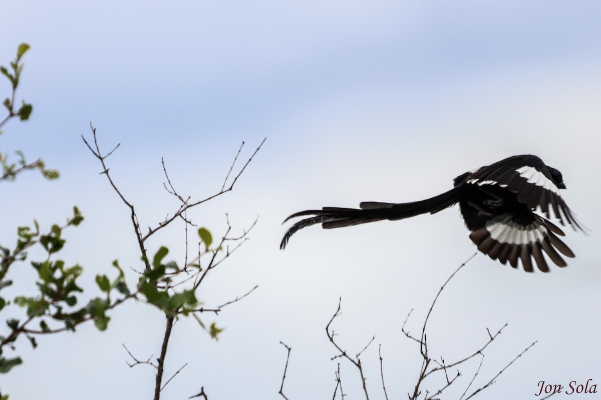 Magpie Shrike - ML513021511