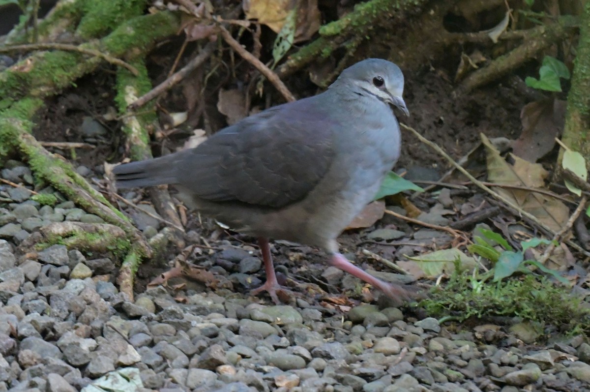 Purplish-backed Quail-Dove - ML513021771