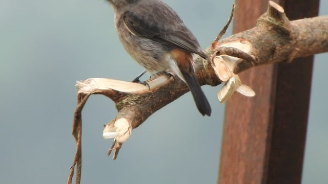 Pied Bushchat - ML513021911