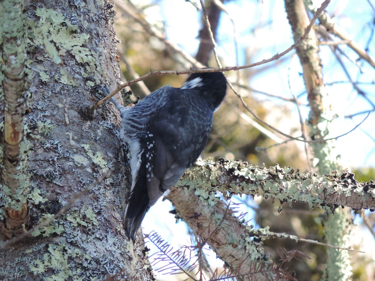 svartryggspett - ML513022171