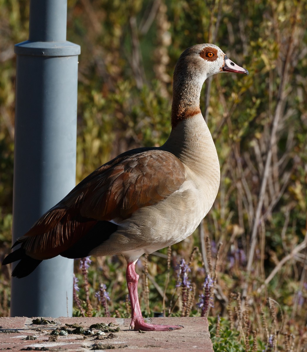 Egyptian Goose - ML51302331