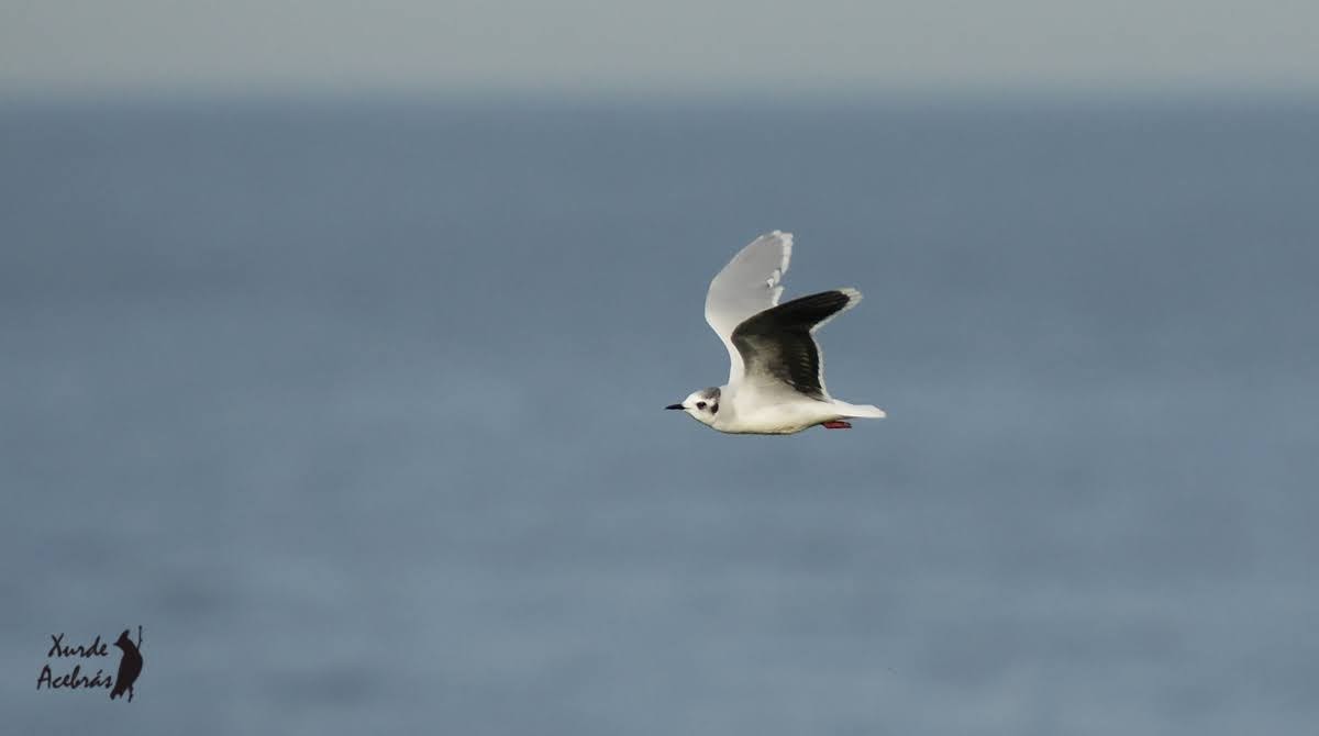 Little Gull - ML513023971