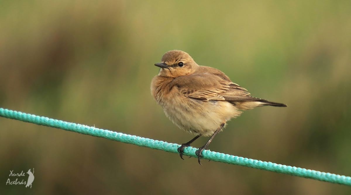 Isabelline Wheatear - ML513024111