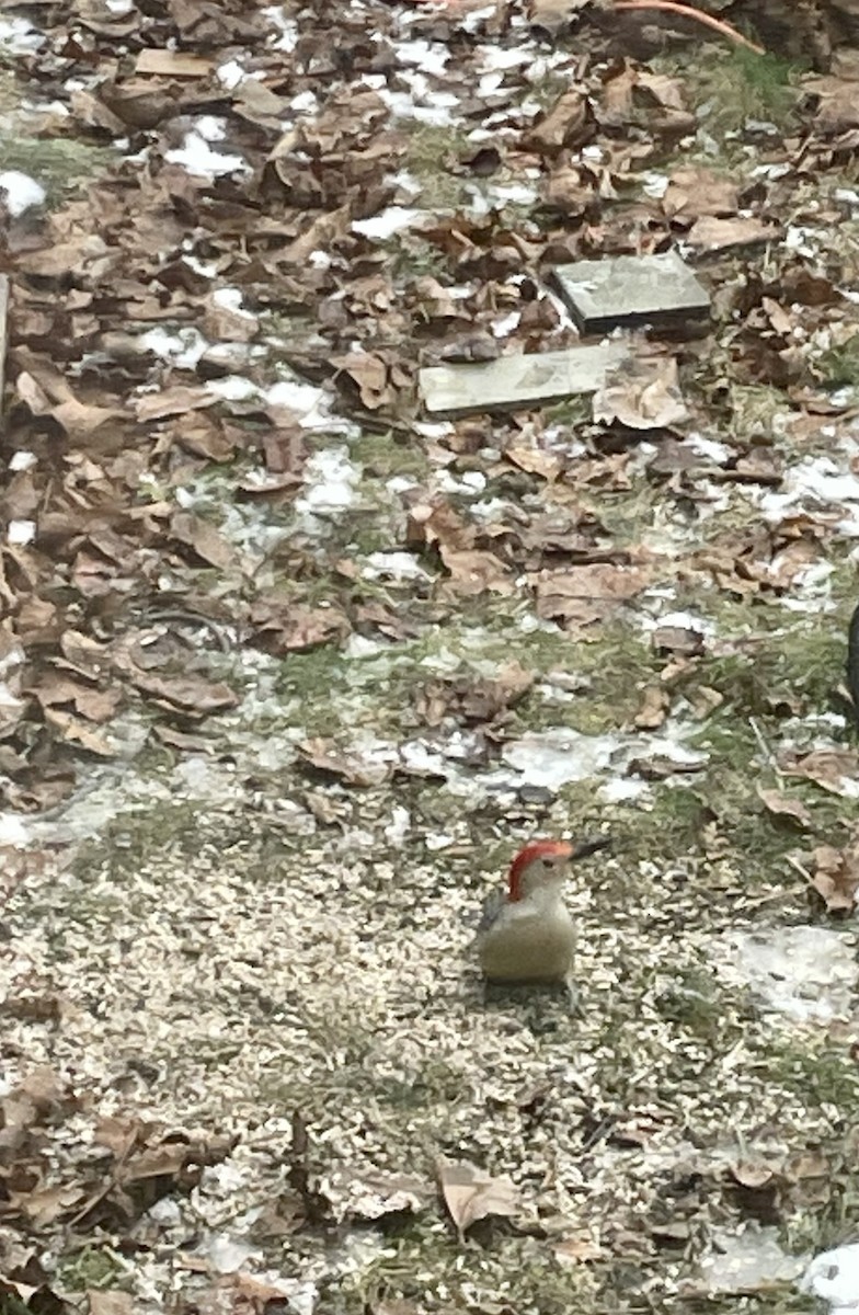 Red-bellied Woodpecker - Charlie Todd