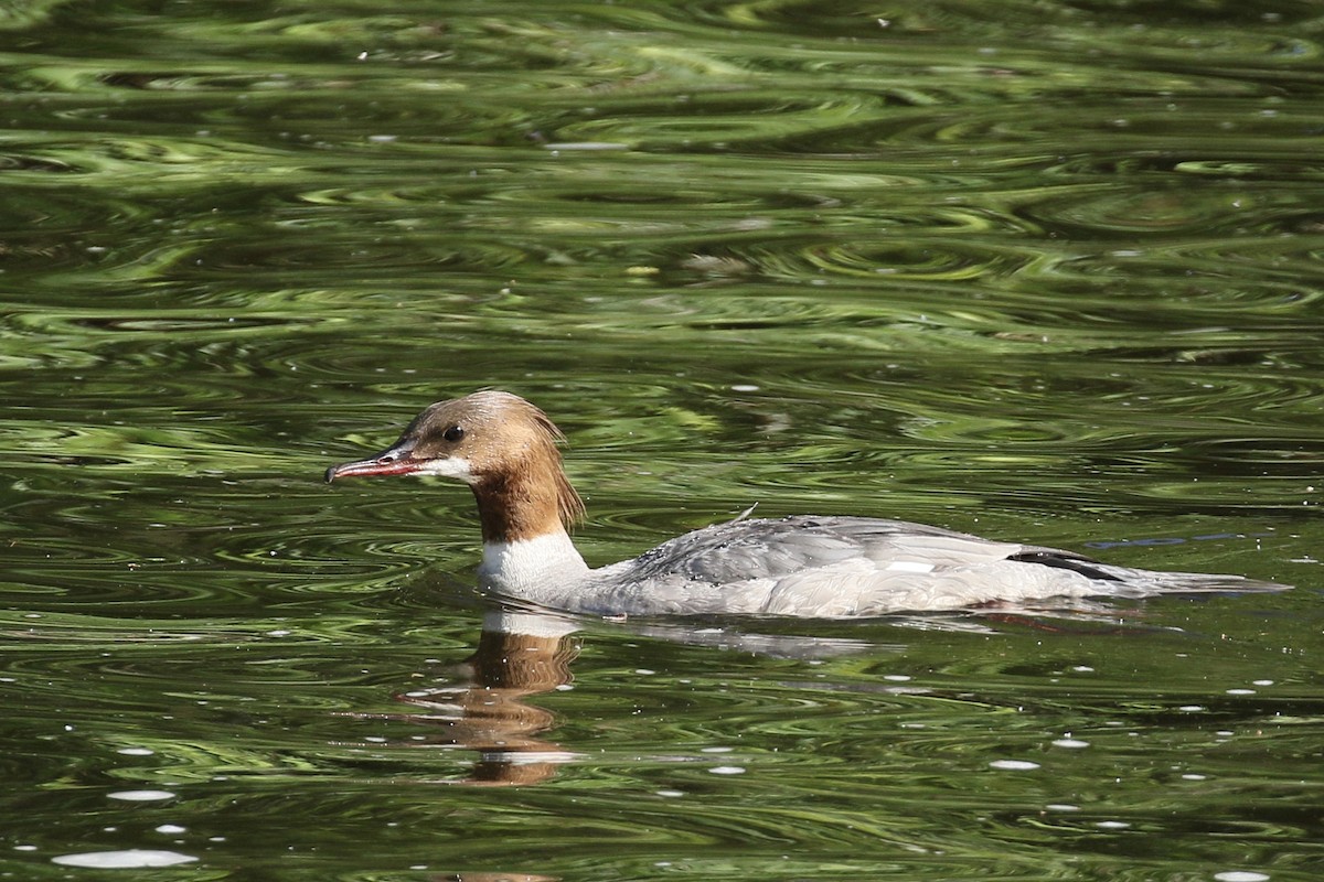 Common Merganser - Jan Andersson