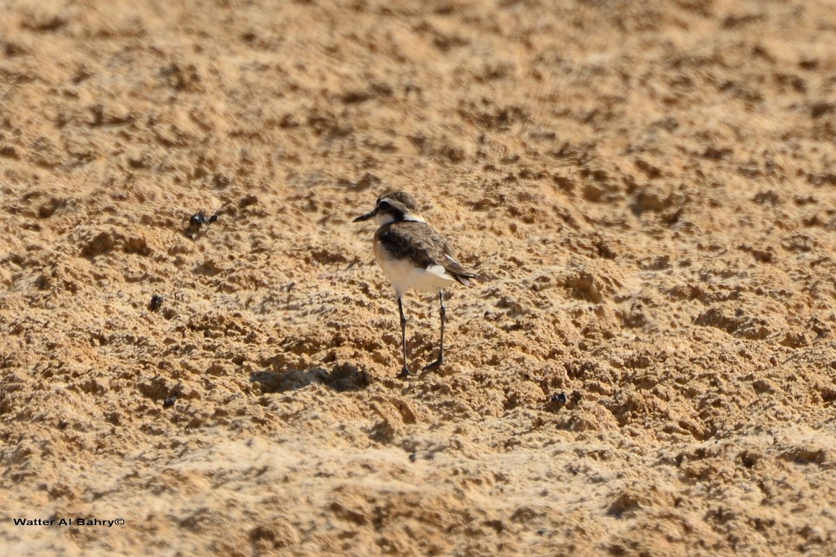 Kittlitz's Plover - ML513028521