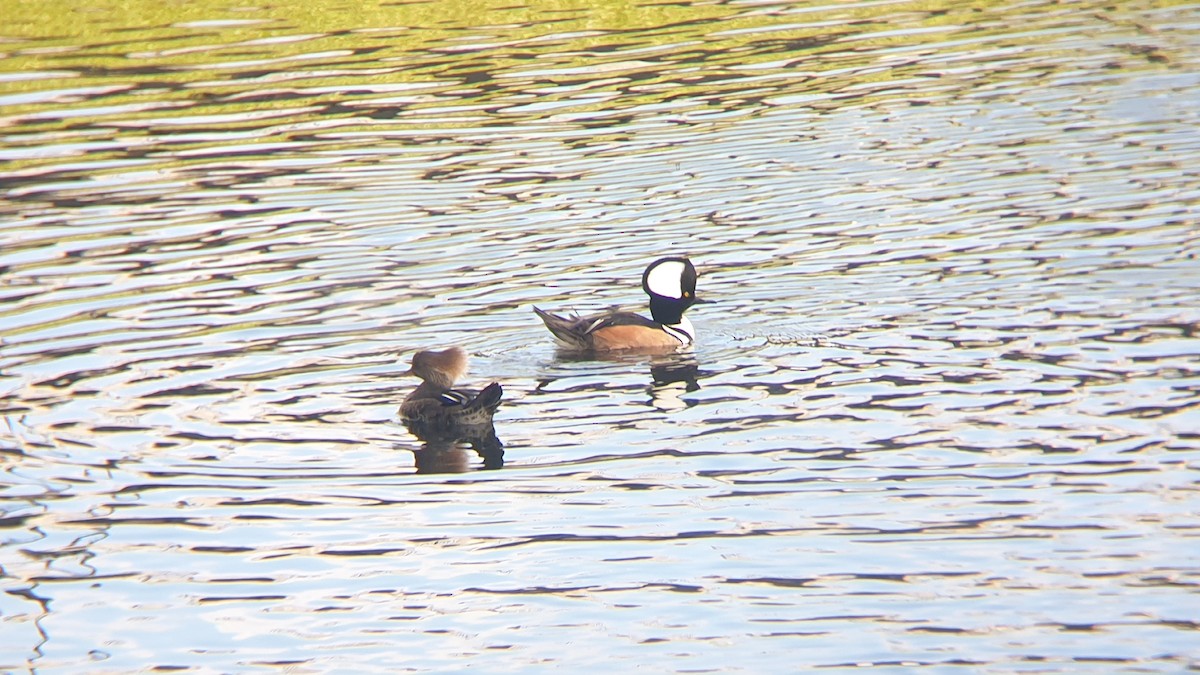 Hooded Merganser - ML513028941