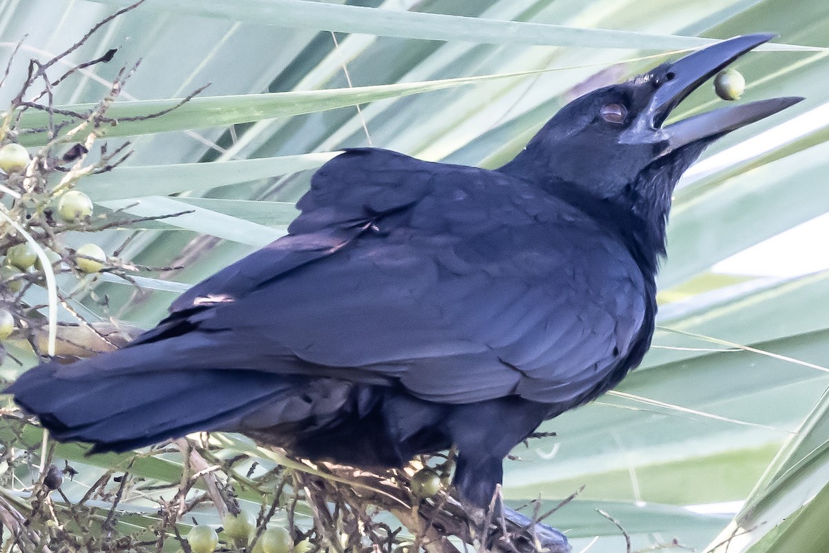 Cuban Crow - ML513029381