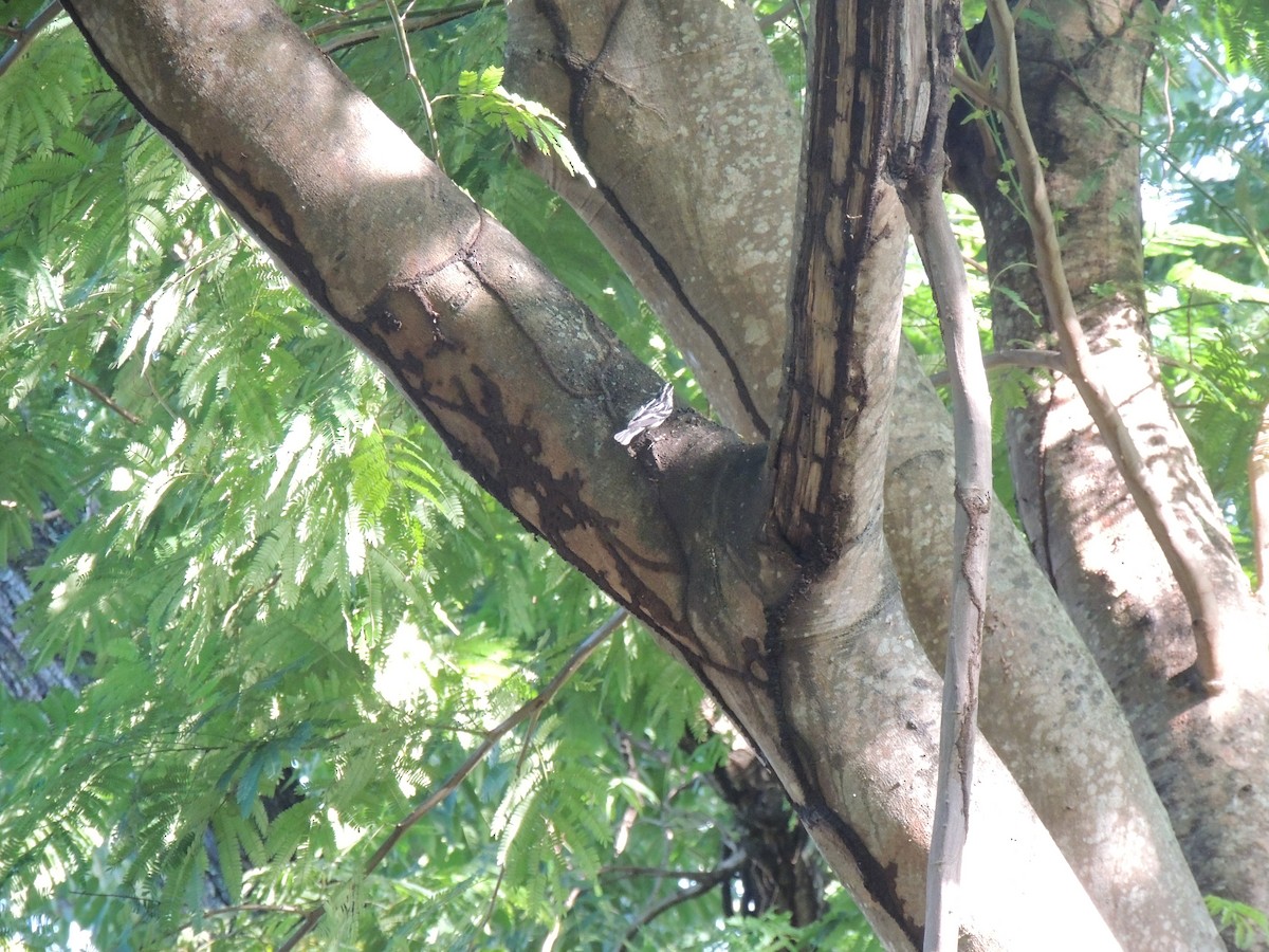 Black-and-white Warbler - ML513029411