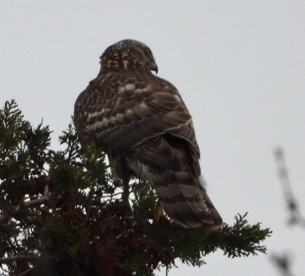 American Goshawk - ML513030191