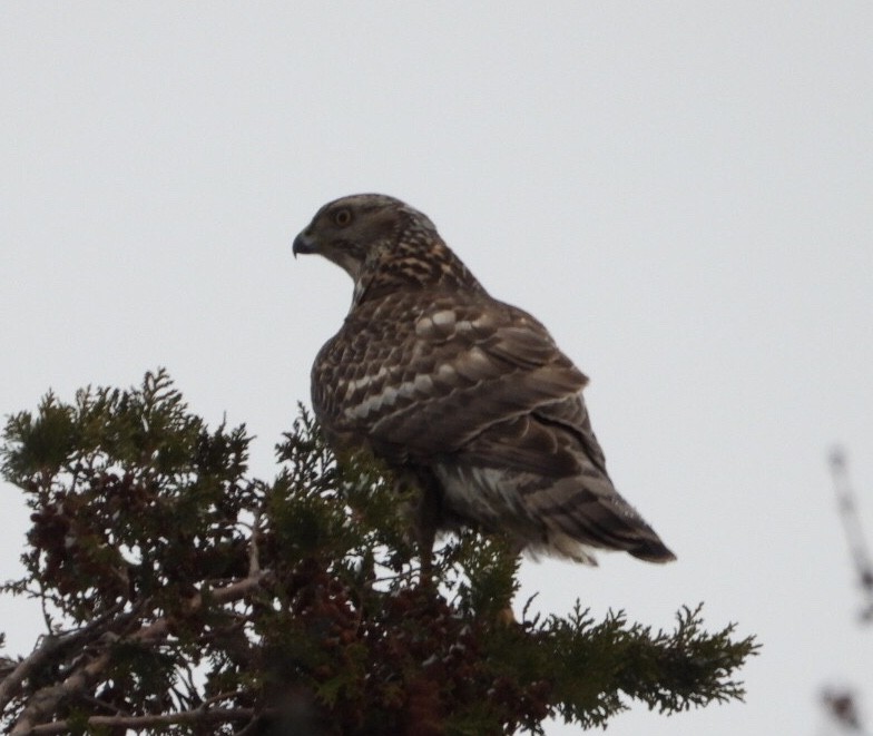 American Goshawk - ML513030211